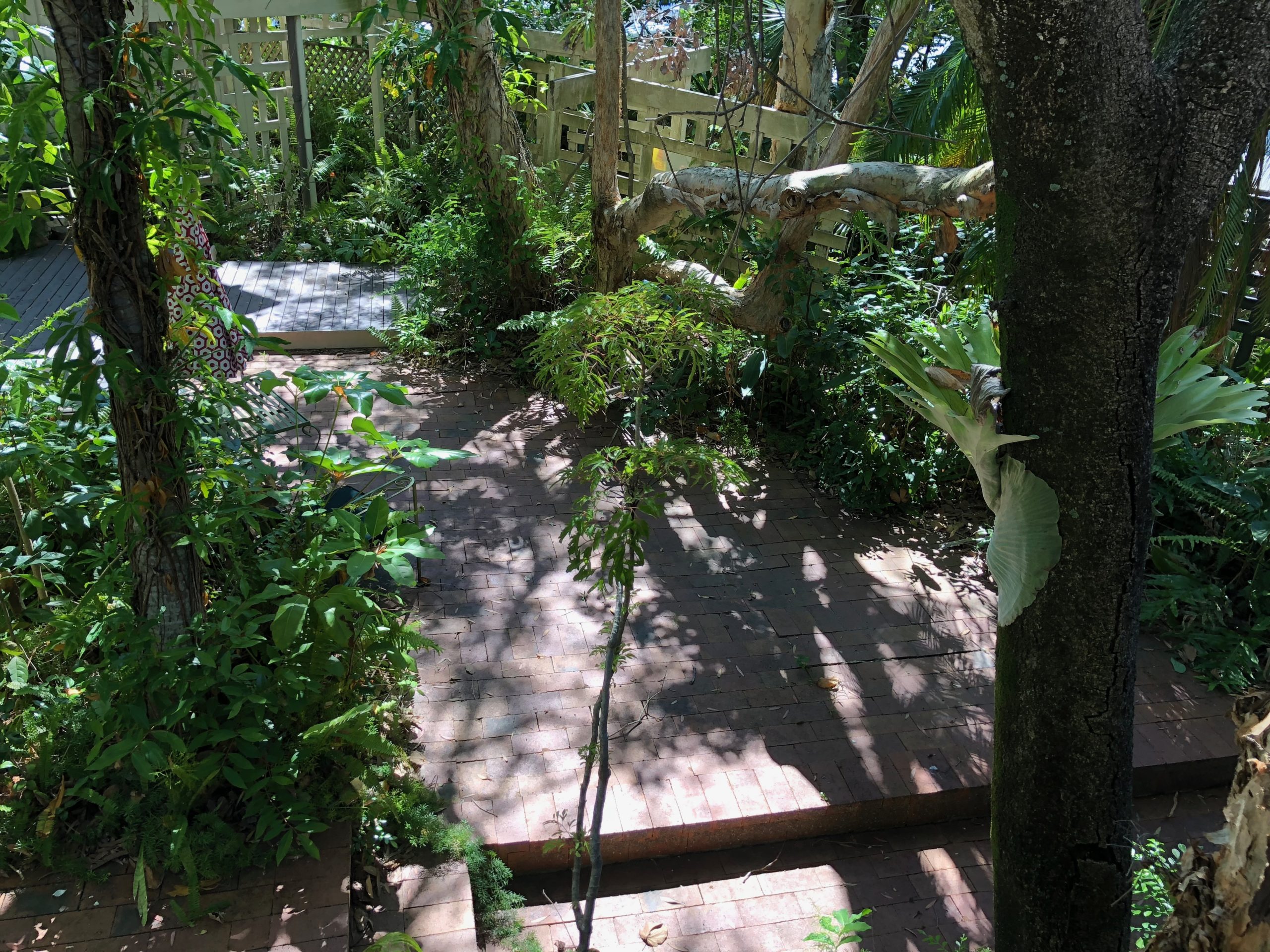 Overgrown garden hidden inside the art gallery with vines, local trees, palms and ferns