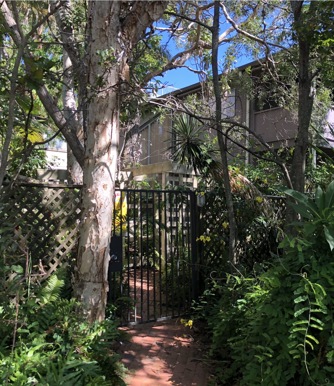 Trees surrounding the gate to the secret garden